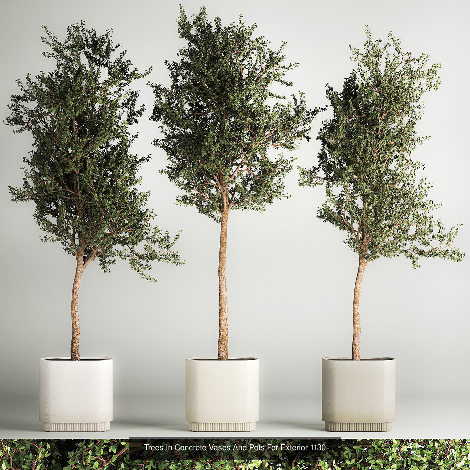 Collection bushes For Landscaping And Urban Environments _9
