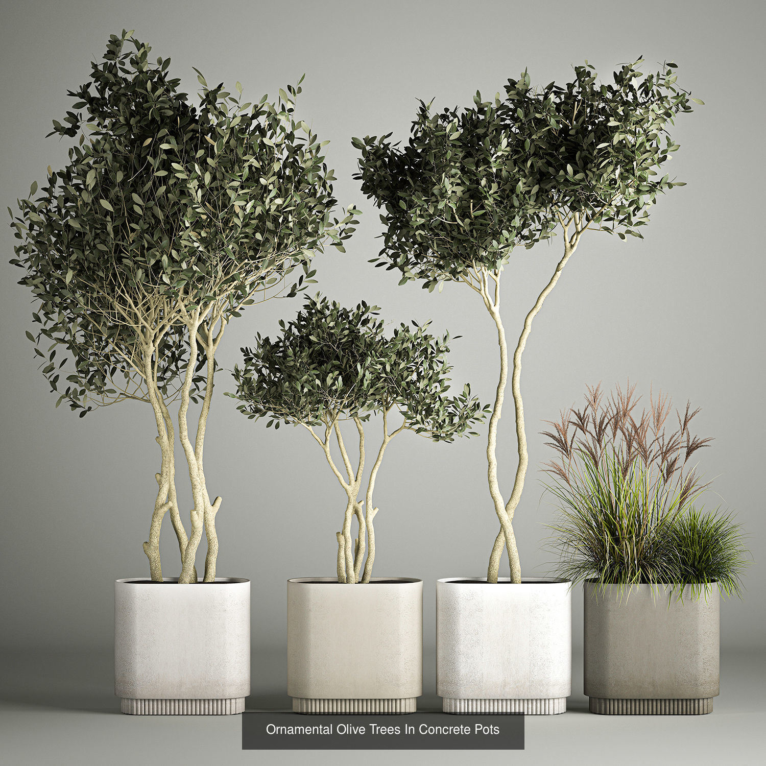 Collection bushes For Landscaping And Urban Environments _3