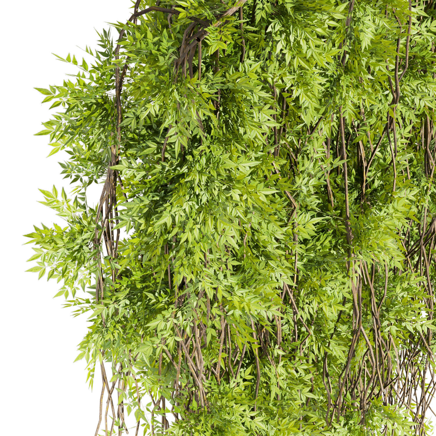 Collection plant vol 415 - outdoor - leaf - outdoor - ivy 3D model_2