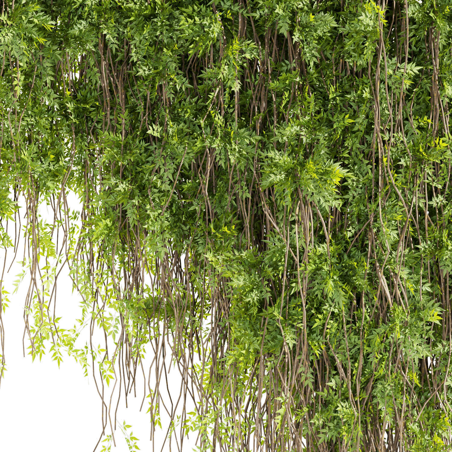 Collection plant vol 415 - outdoor - leaf - outdoor - ivy 3D model_4