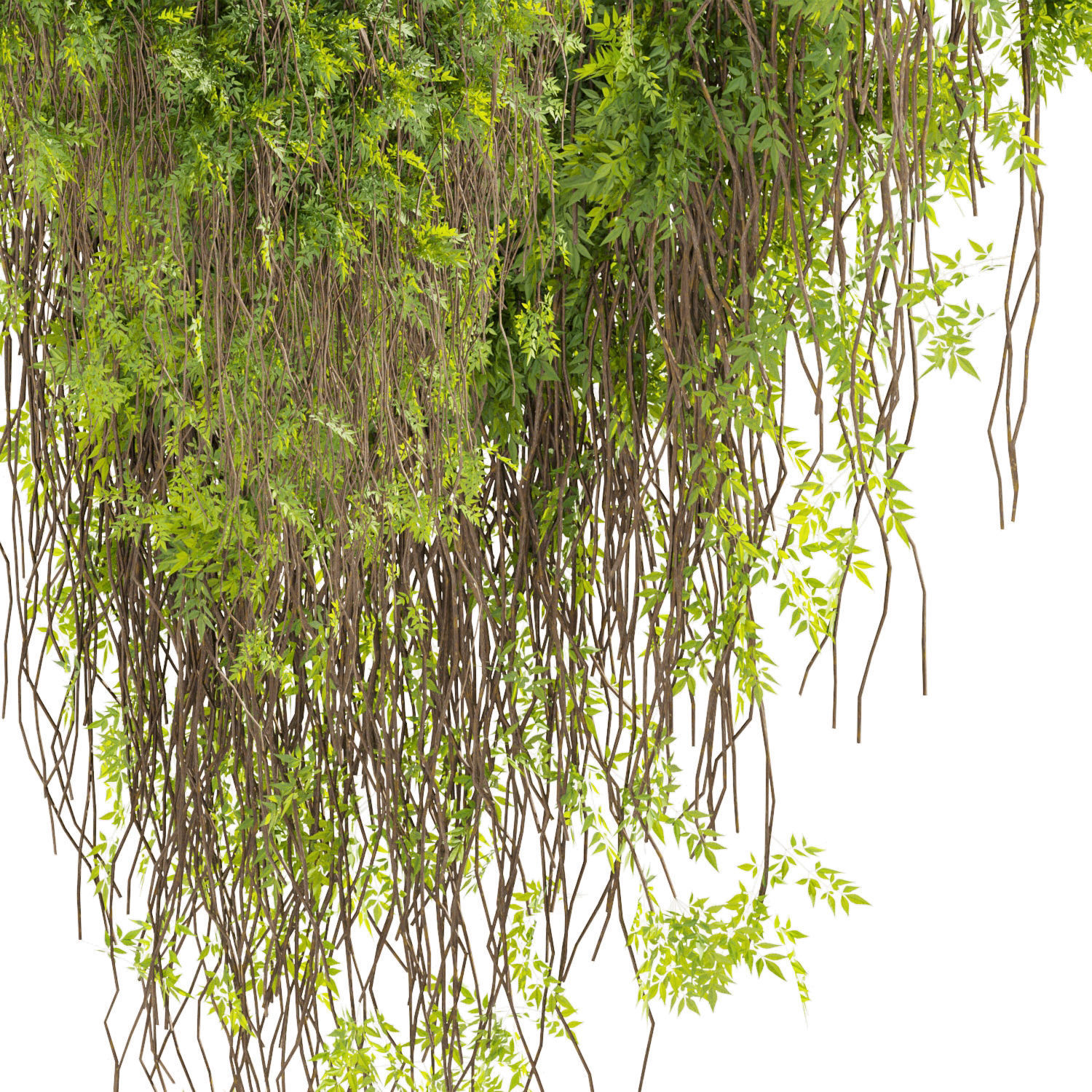 Collection plant vol 415 - outdoor - leaf - outdoor - ivy 3D model_1