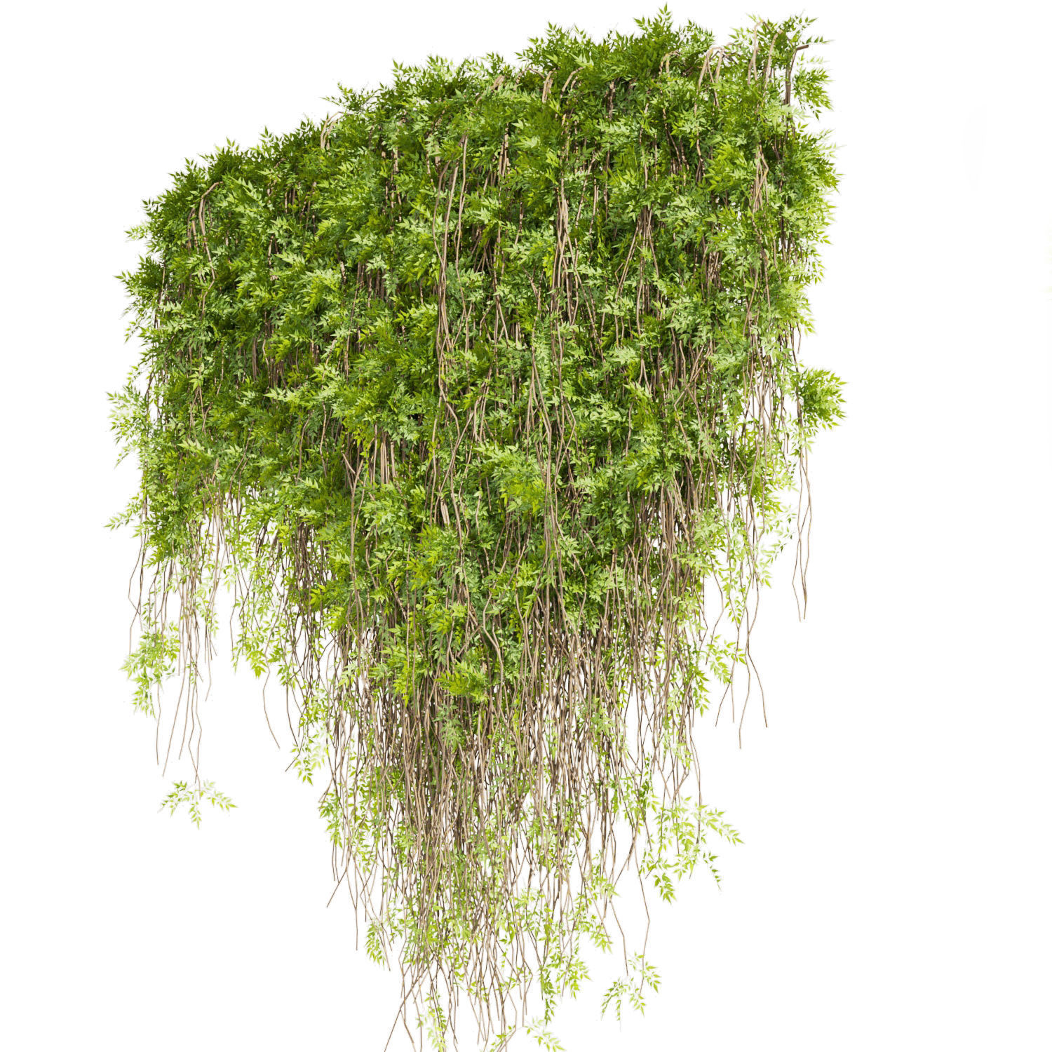 Collection plant vol 415 - outdoor - leaf - outdoor - ivy 3D model_3