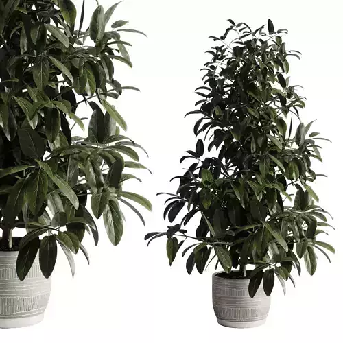 Ficus plant 318 by handmade pottery vase