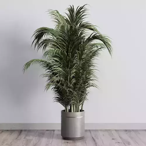 indoor plant 317 pot plant palm concrete dirt vase