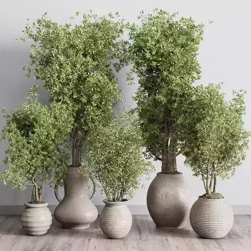 Olive tree in an old earthenware vase indoor collection 319