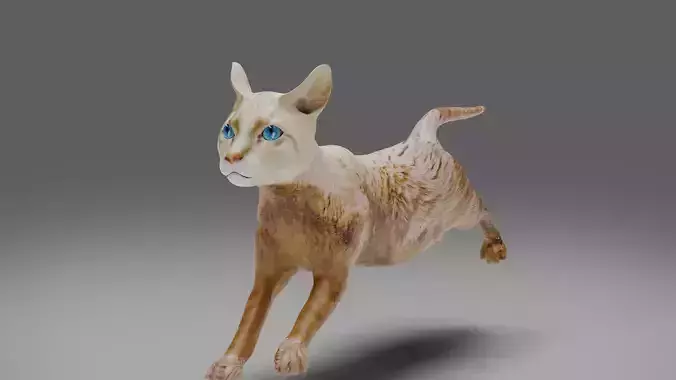 Cat White Rigged and Animated