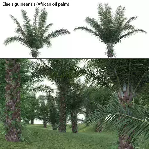 Elaeis guineensis - African oil palm 3D model