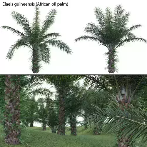 Elaeis guineensis - African oil palm 02 3D model