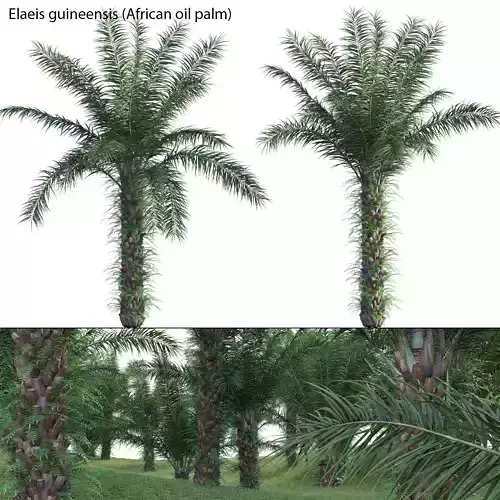 Elaeis guineensis - African oil palm 03 3D model