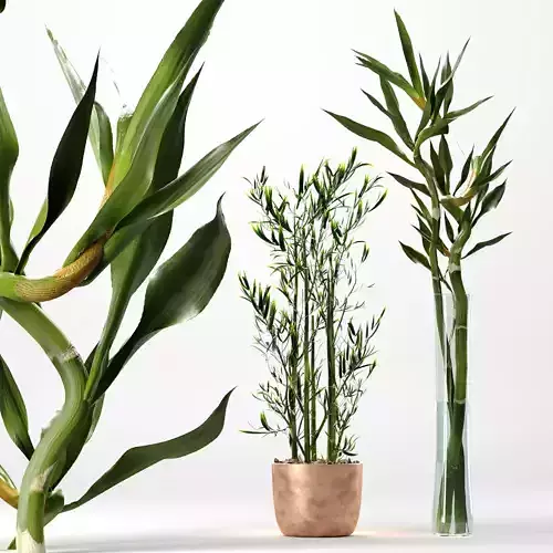 Lucky Bamboo And Bamboo Silk Indoor Plant 3D model