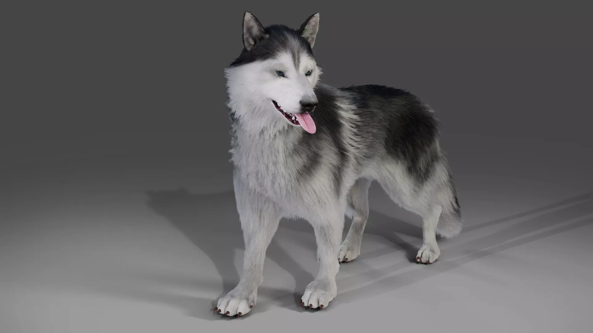 Fur Husky Rigged in Blender Low-poly 3D model_0