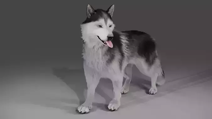 Fur Husky Rigged in Blender Low-poly 3D model