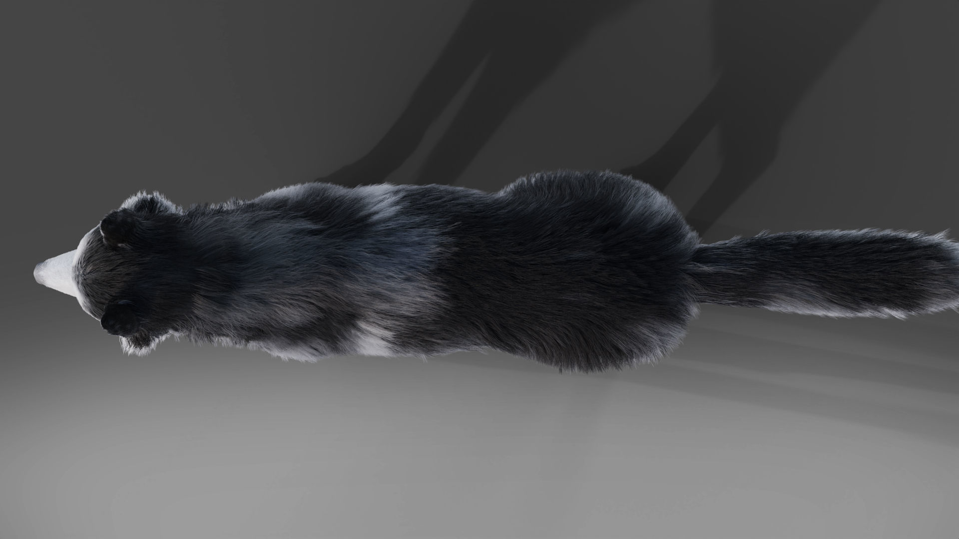 Fur Husky Rigged in Blender Low-poly 3D model_8