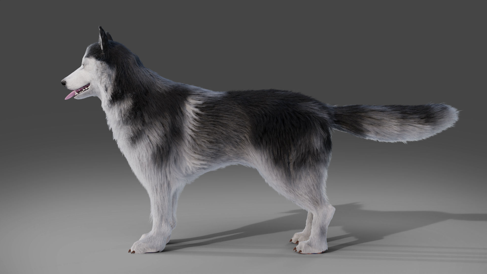 Fur Husky Rigged in Blender Low-poly 3D model_6