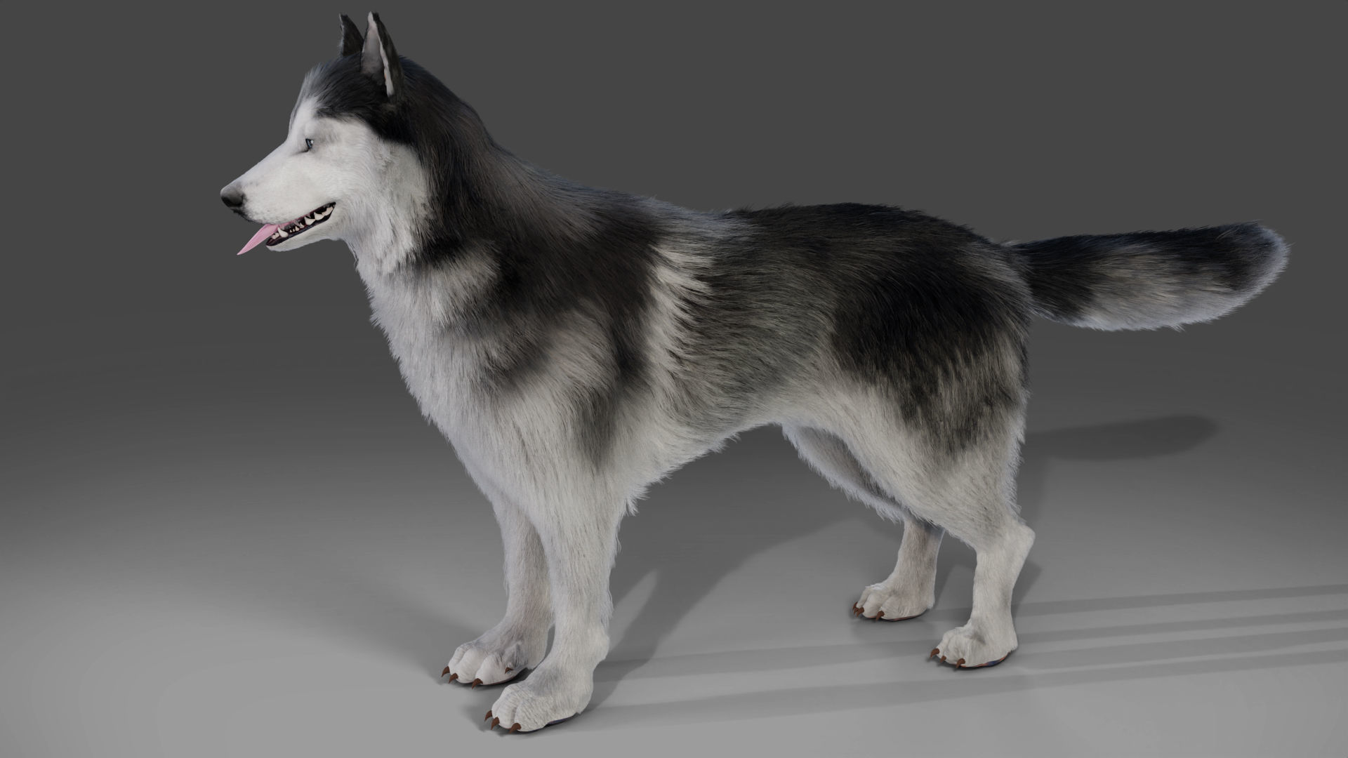 Fur Husky Rigged in Blender Low-poly 3D model_7