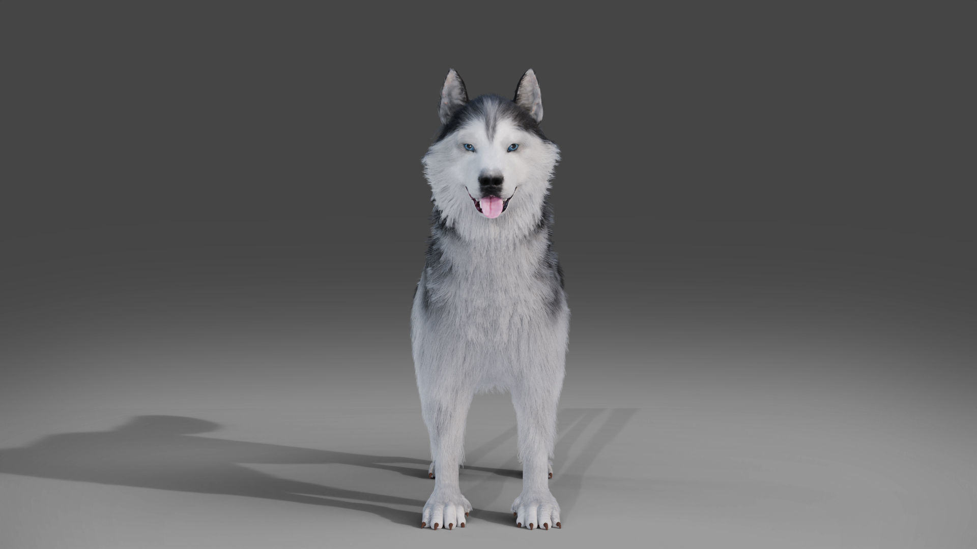 Fur Husky Rigged in Blender Low-poly 3D model_5