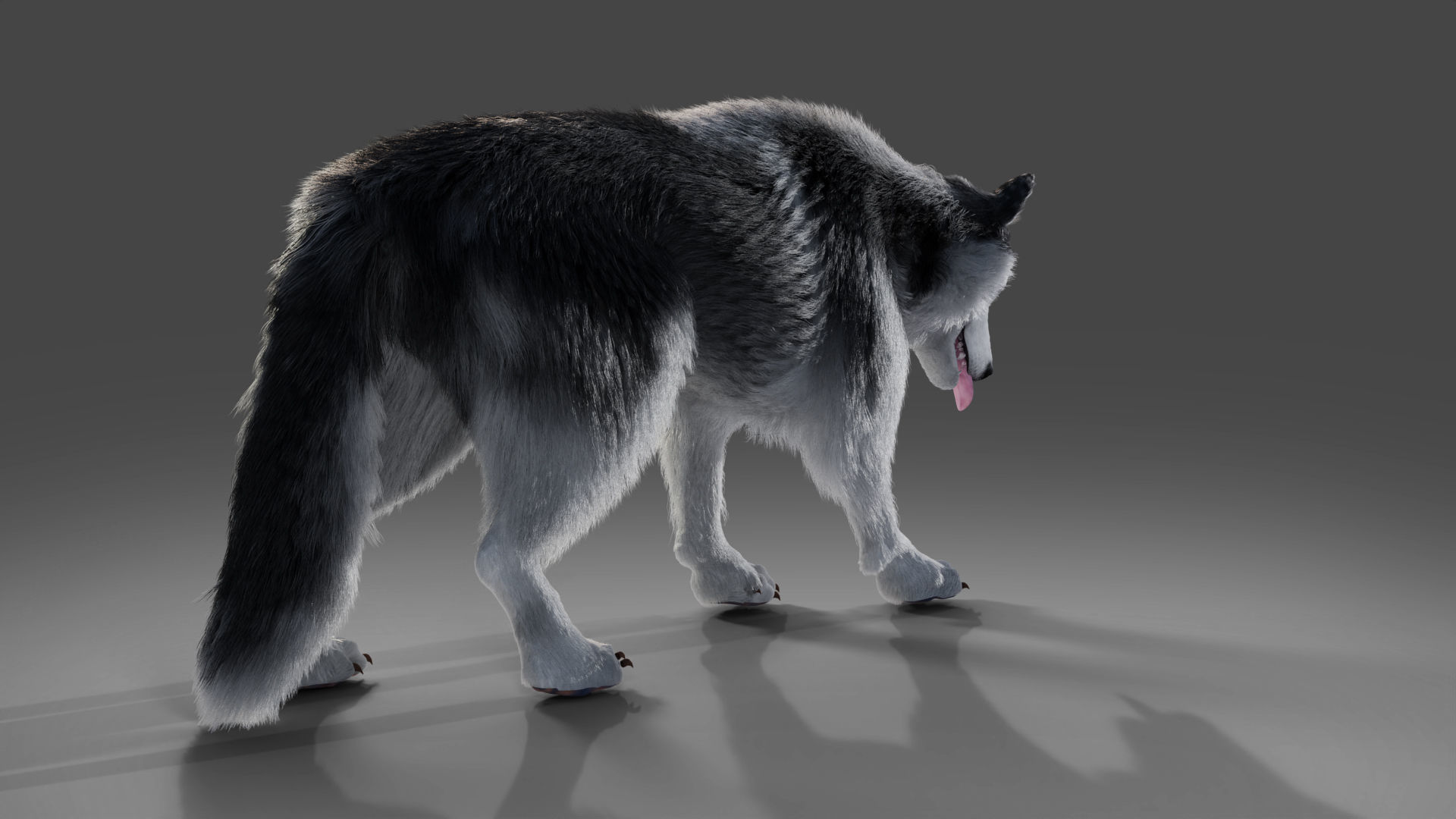 Fur Husky Rigged in Blender Low-poly 3D model_10