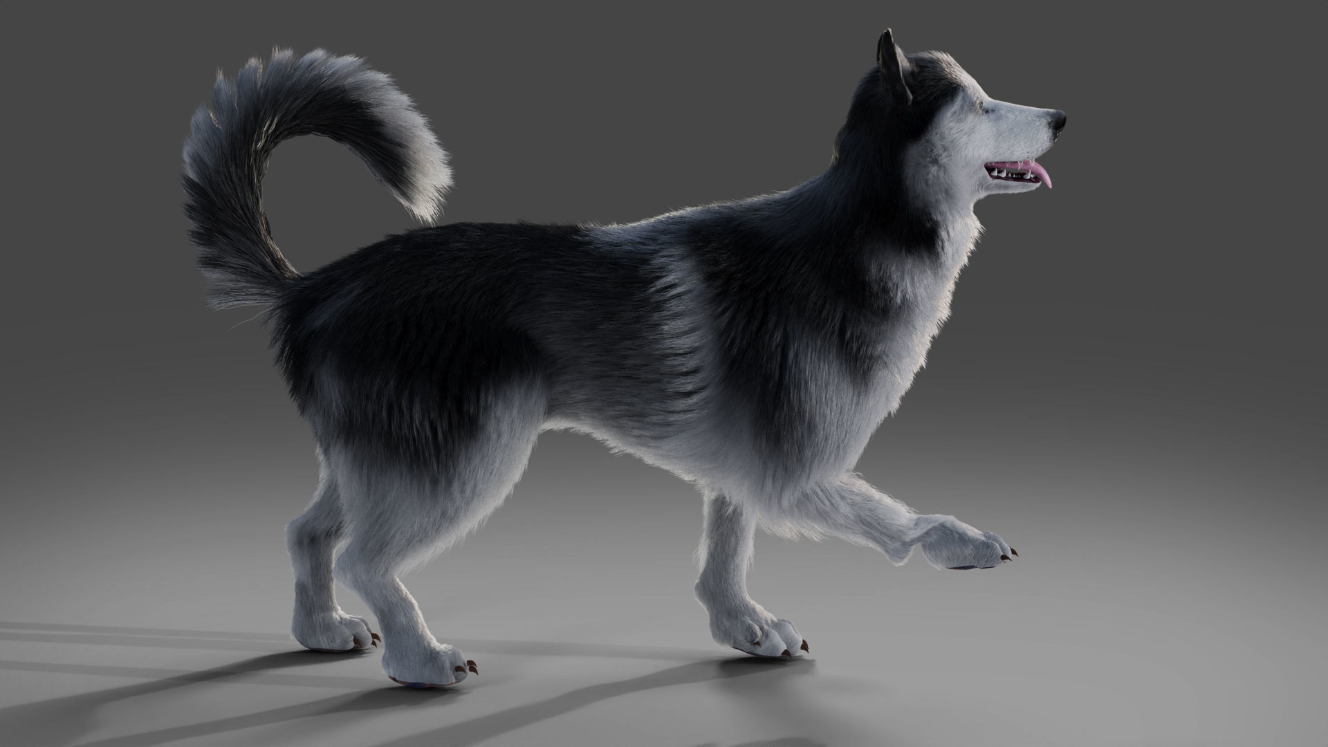 Fur Husky Rigged in Blender Low-poly 3D model_9