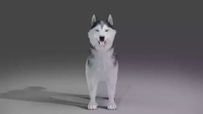 Fur Husky NO Rigged in Blender Low-poly 3D model