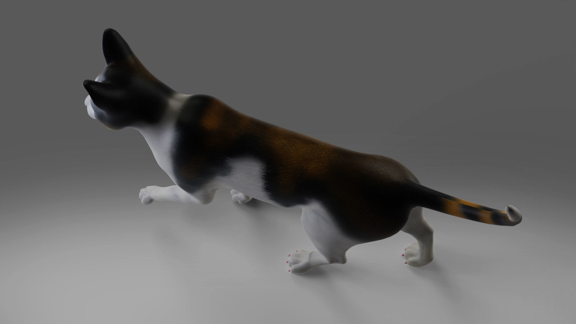 Calico Cat rigged and animated Low-poly 3D model_4