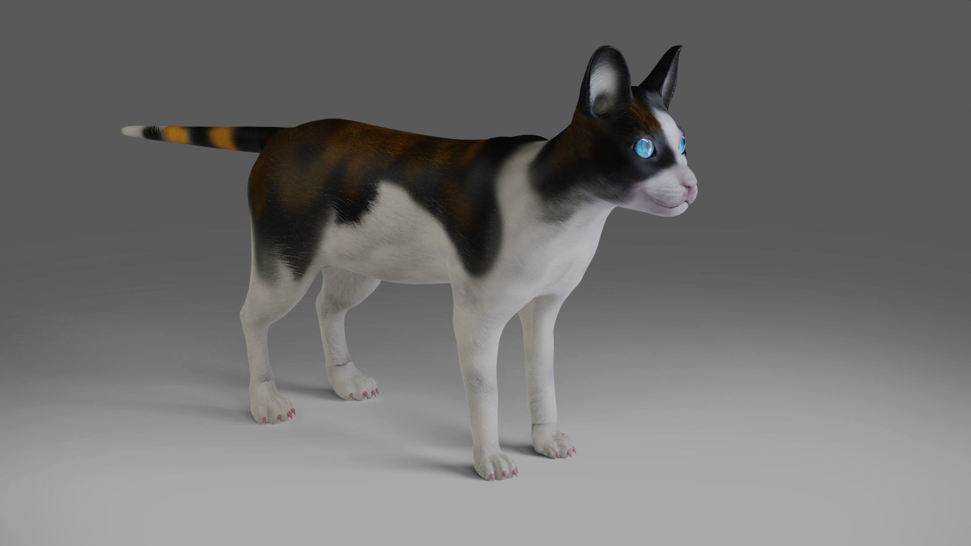 Calico Cat Rigged in Blender Low-poly 3D model_5