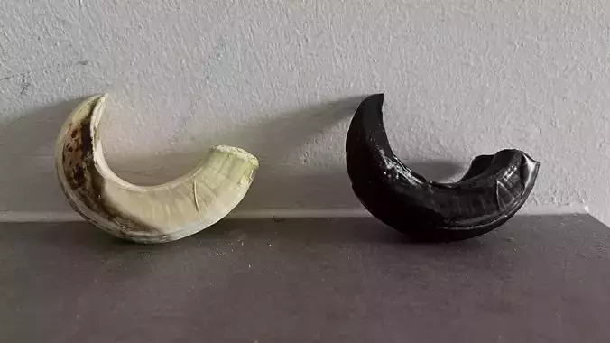wild boar small and large tusks 3D print model