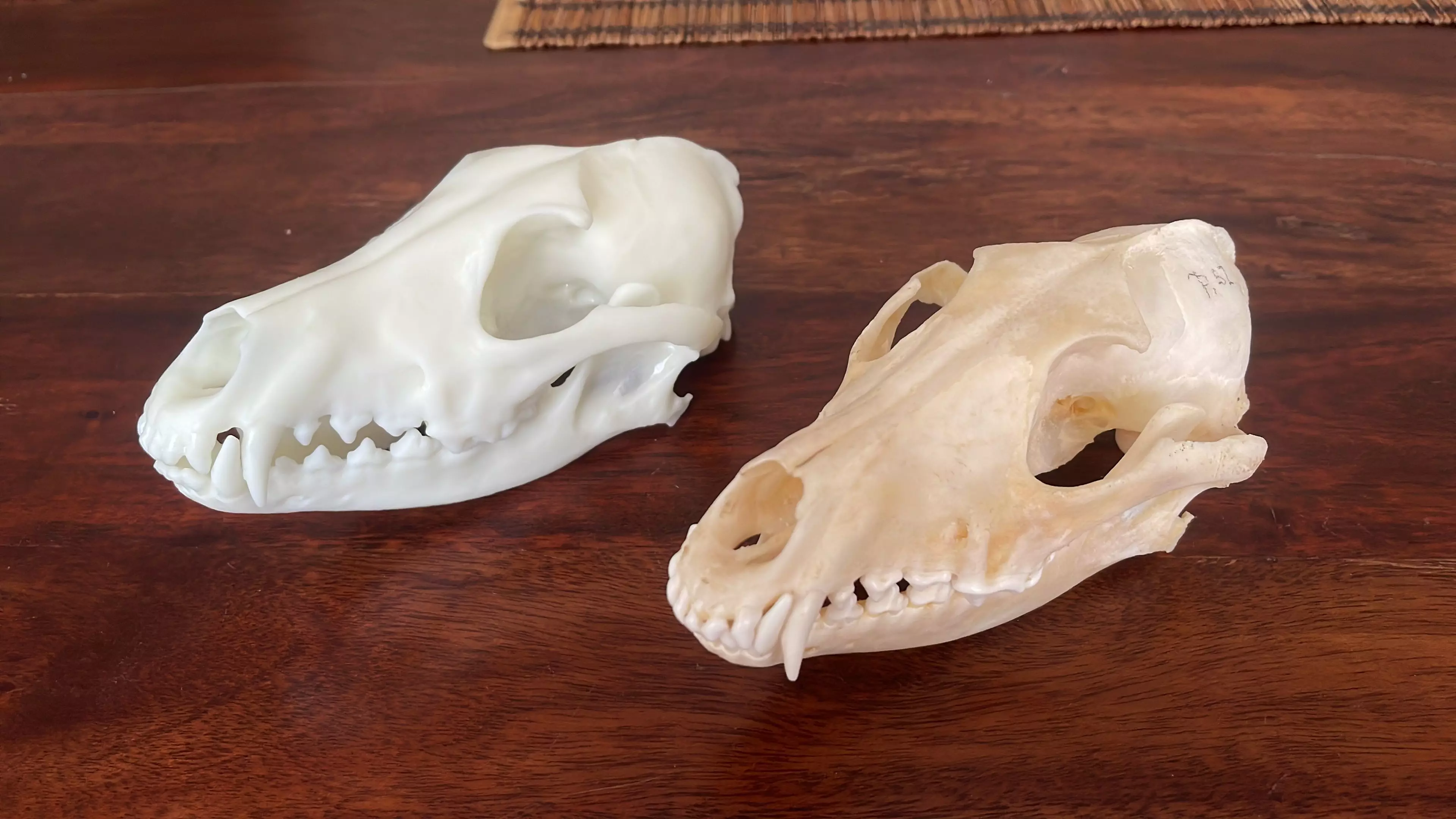golden jackal 1-1 size 3D print model