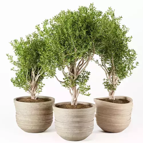 Indoor Plants set 22