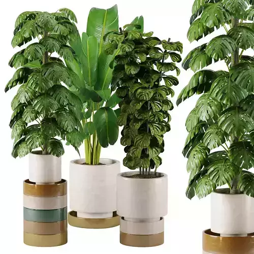 Indoor Plants set 23