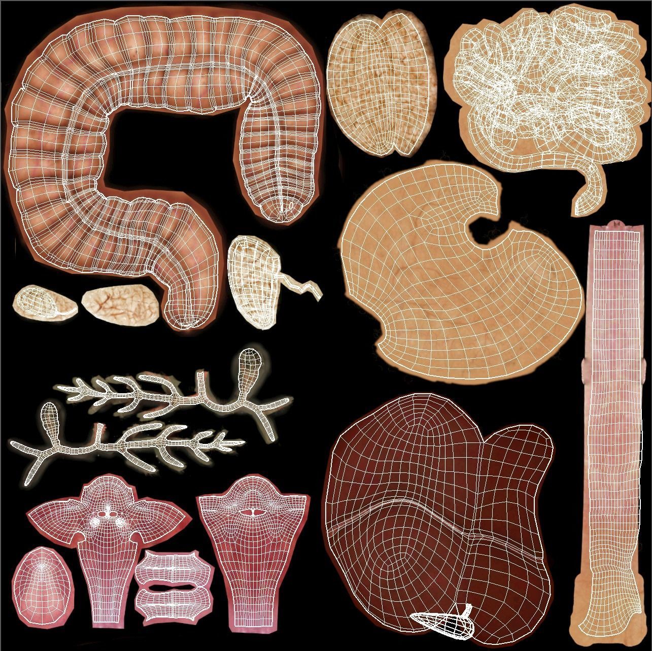 DigestiveSystem human digestive system 3D model_4