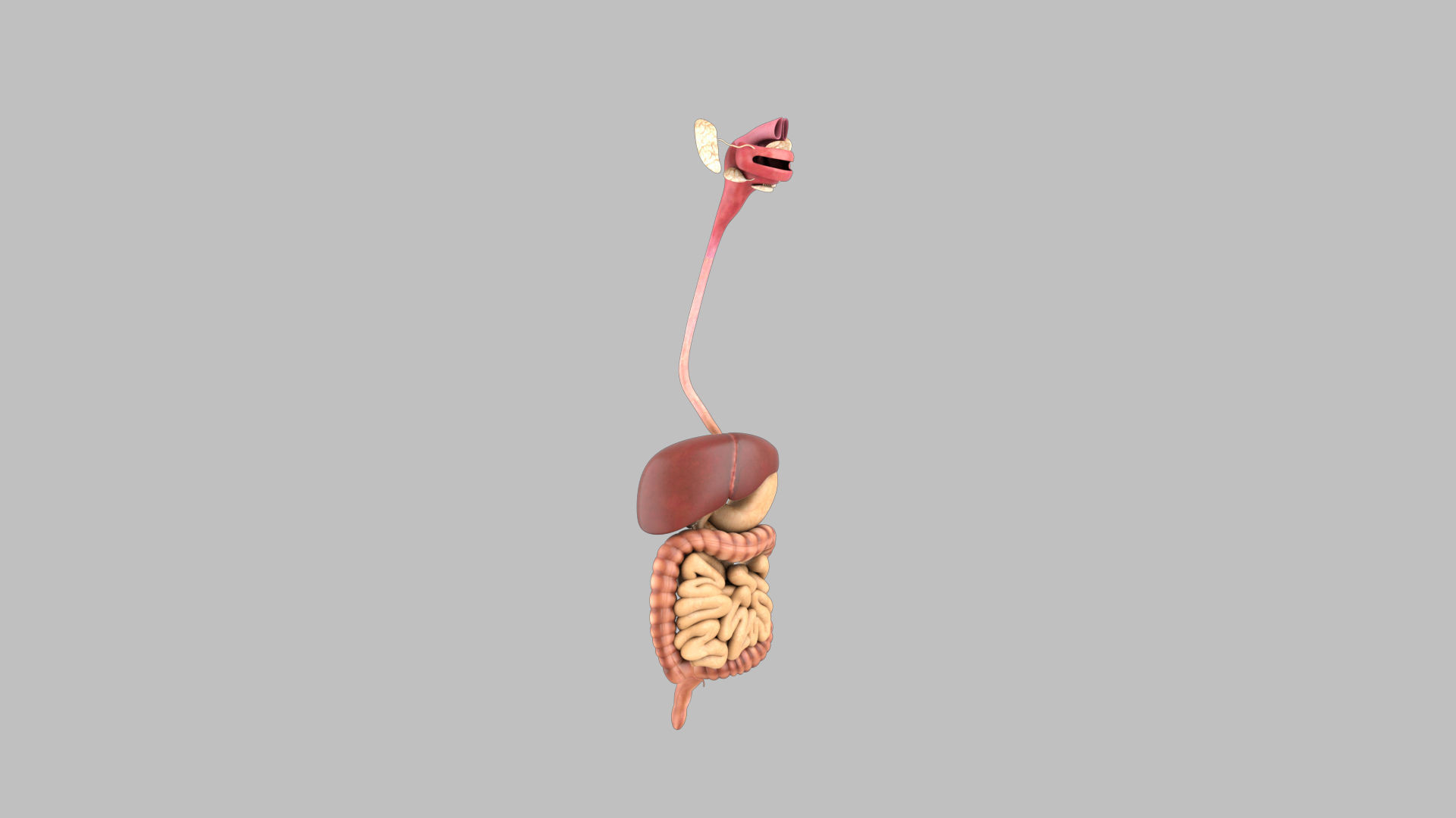 DigestiveSystem human digestive system 3D model_1