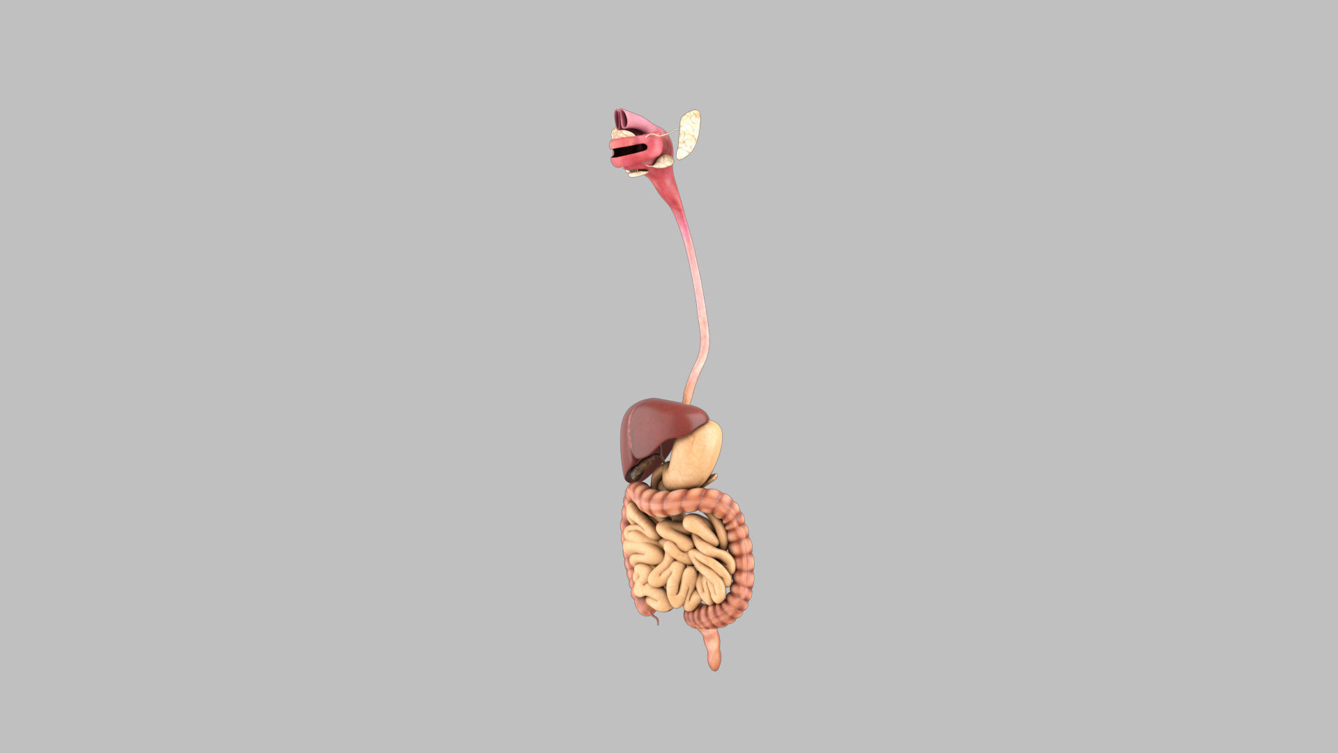 DigestiveSystem human digestive system 3D model_3