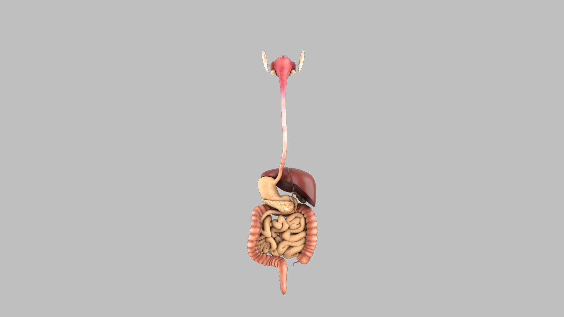 DigestiveSystem human digestive system 3D model_2