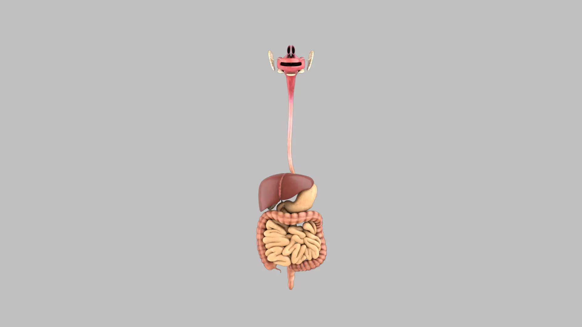 DigestiveSystem human digestive system 3D model_0