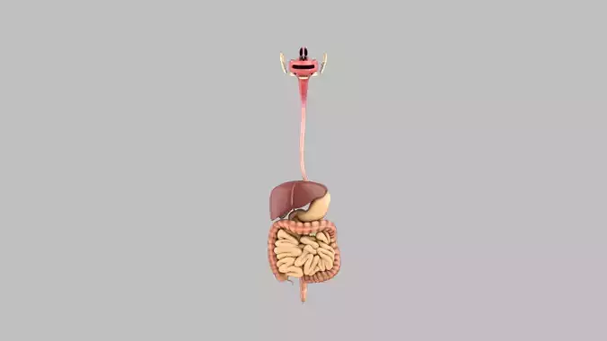 DigestiveSystem human digestive system 3D model