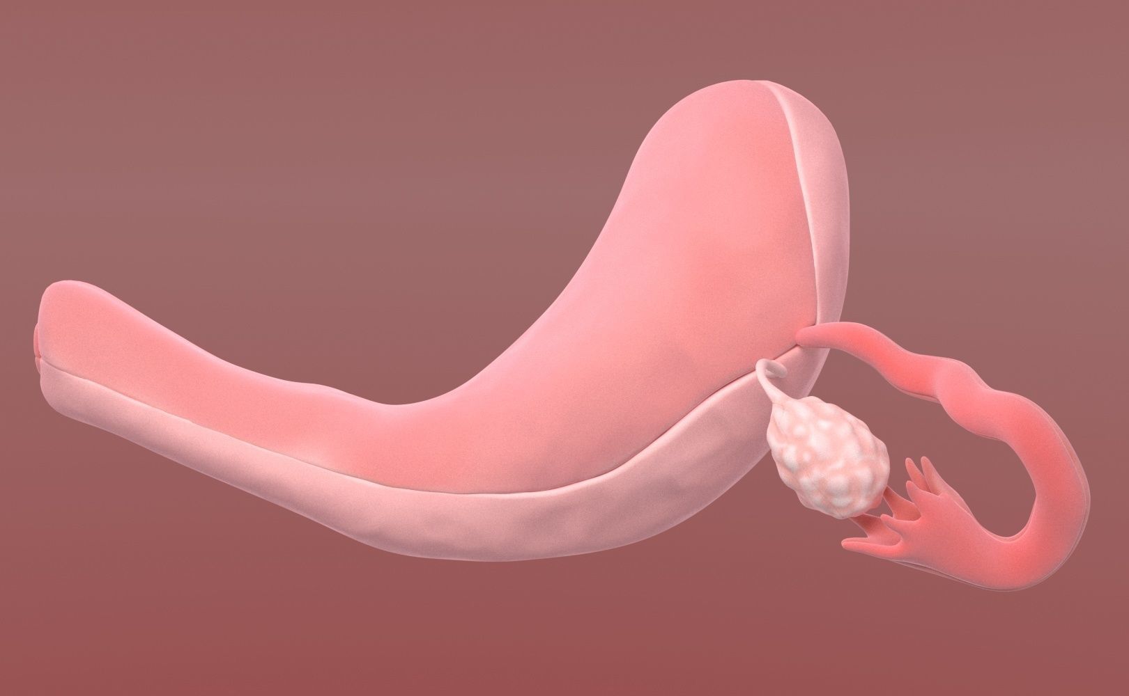 Uterus female 3D model_2