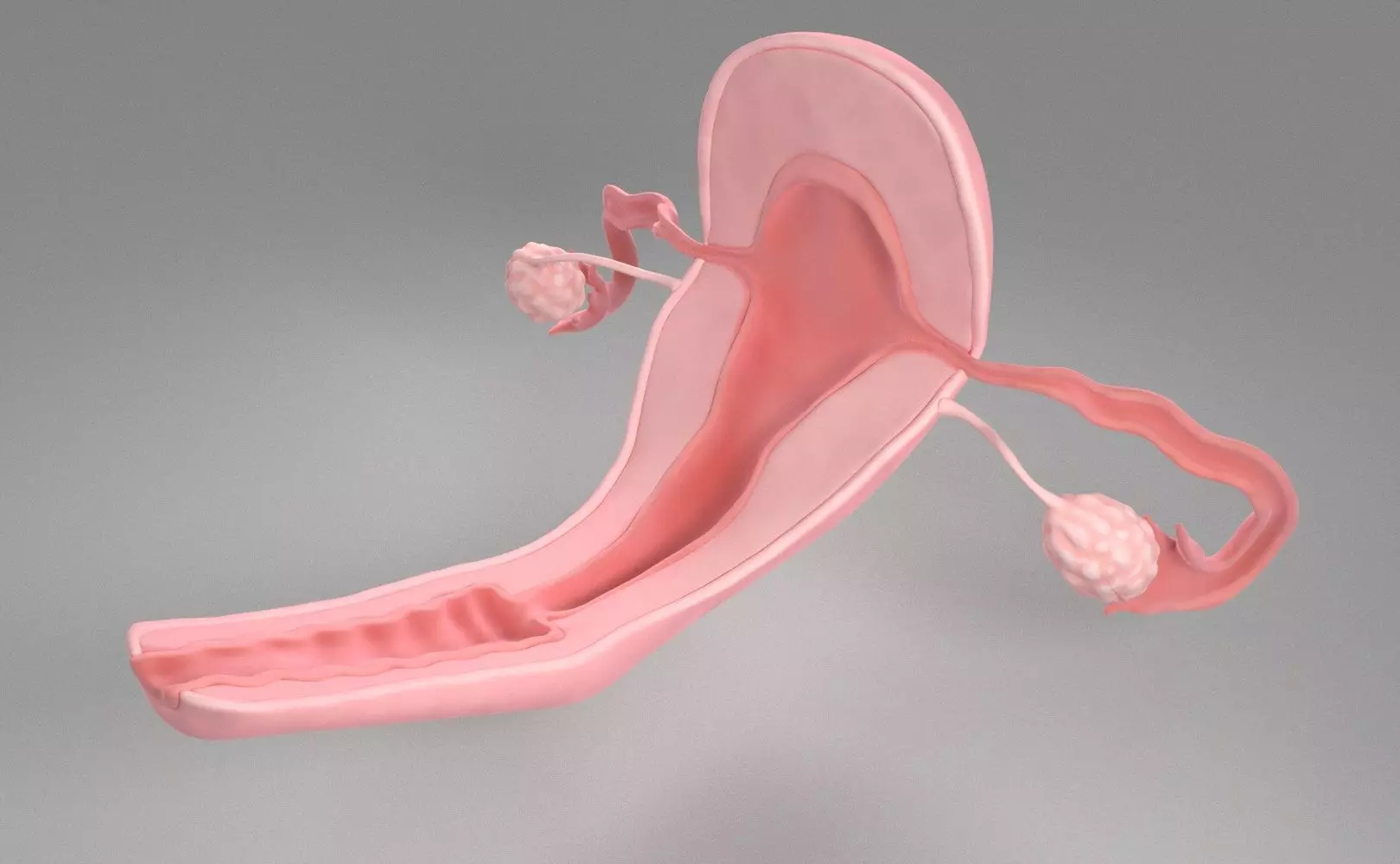 Uterus female 3D model_0
