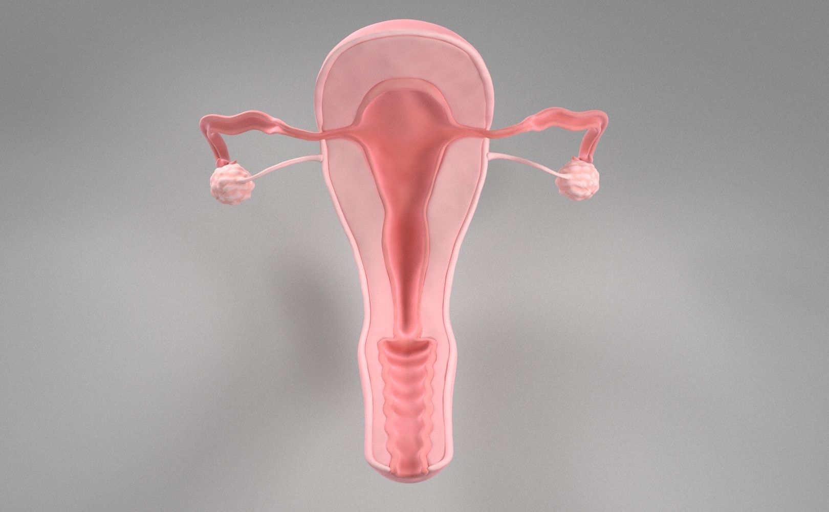 Uterus female 3D model_3