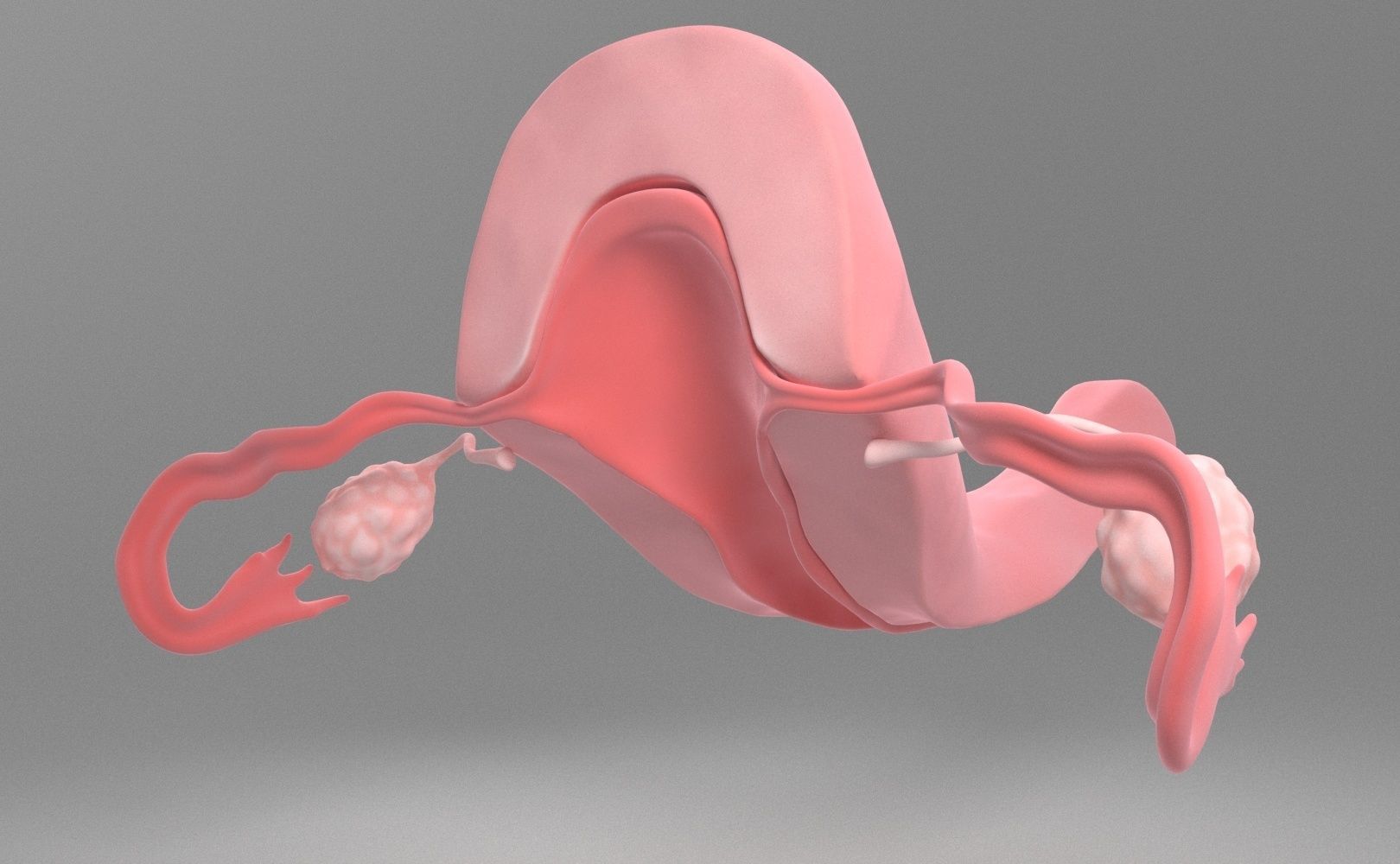 Uterus female 3D model_5
