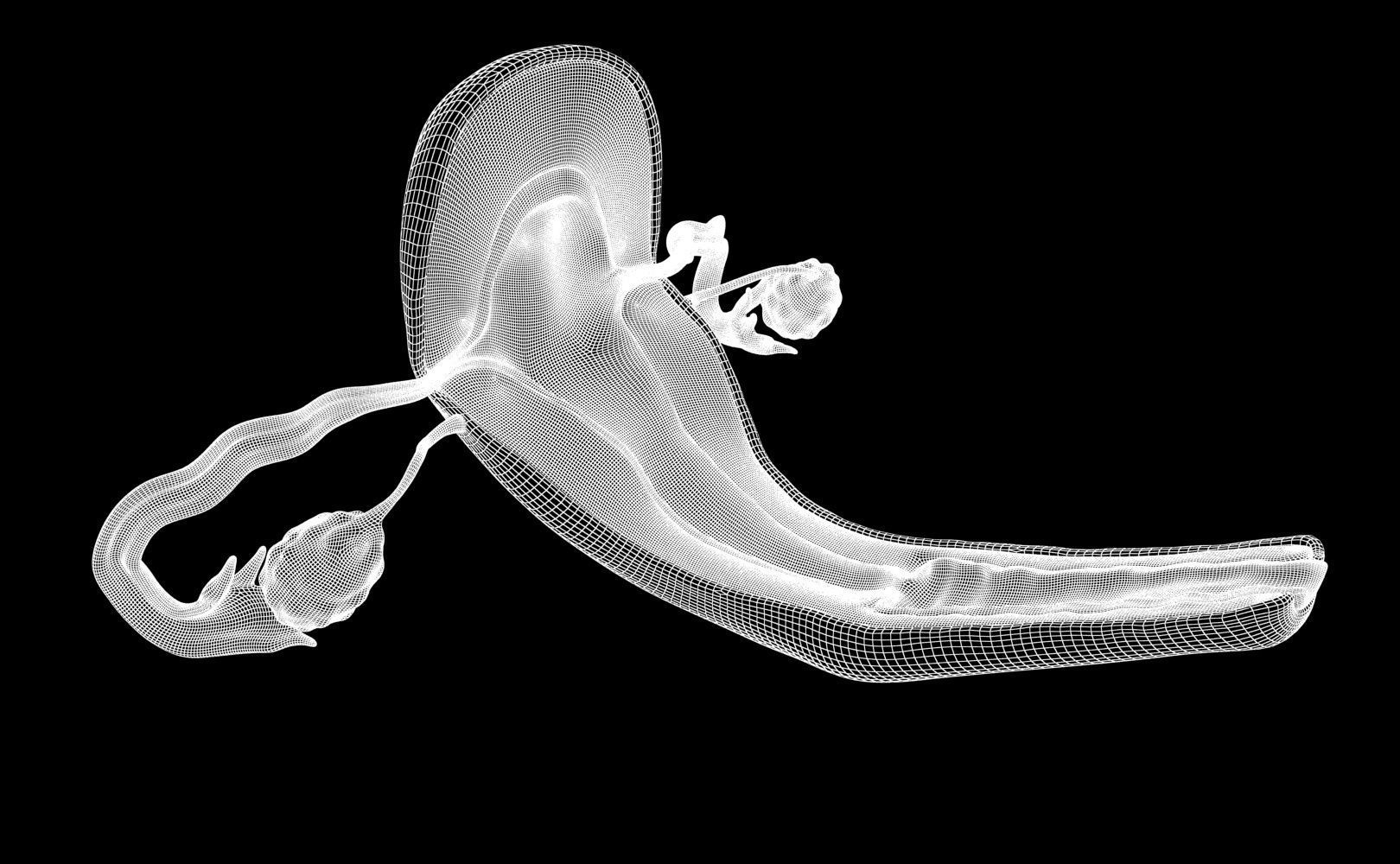 Uterus female 3D model_13