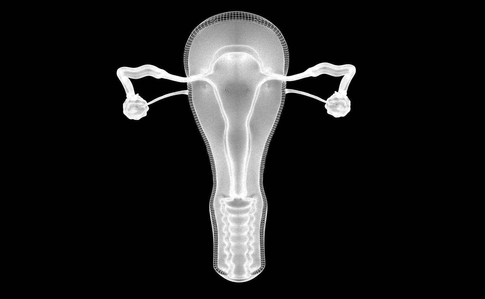 Uterus female 3D model_16