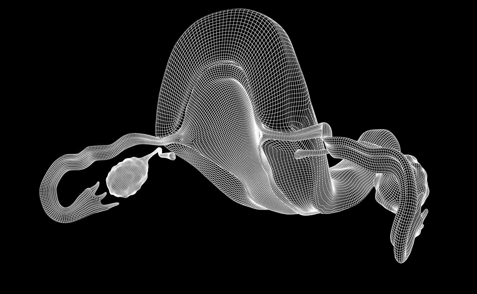 Uterus female 3D model_7