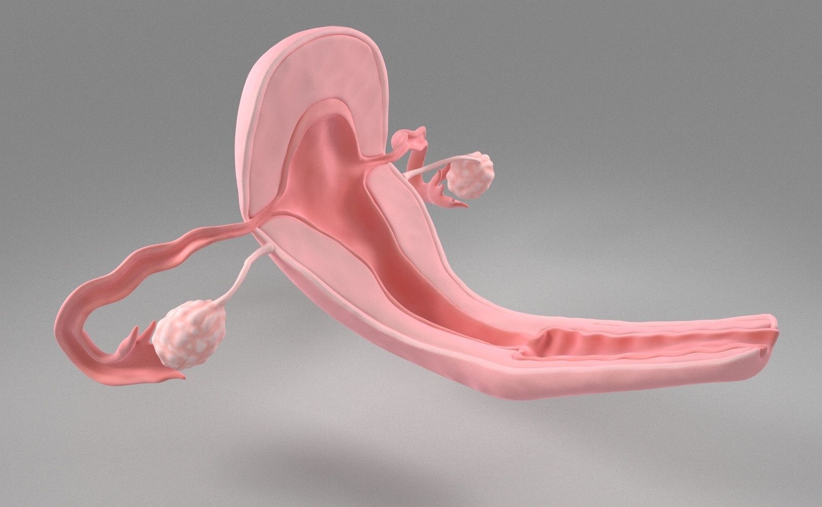 Uterus female 3D model_1