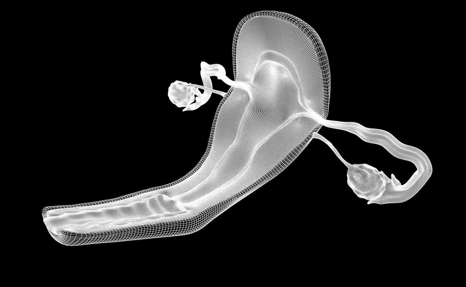 Uterus female 3D model_14