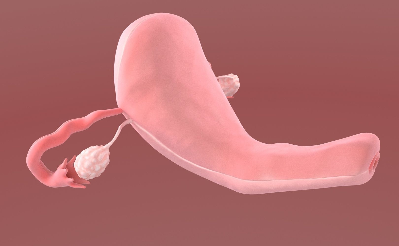 Uterus female 3D model_12