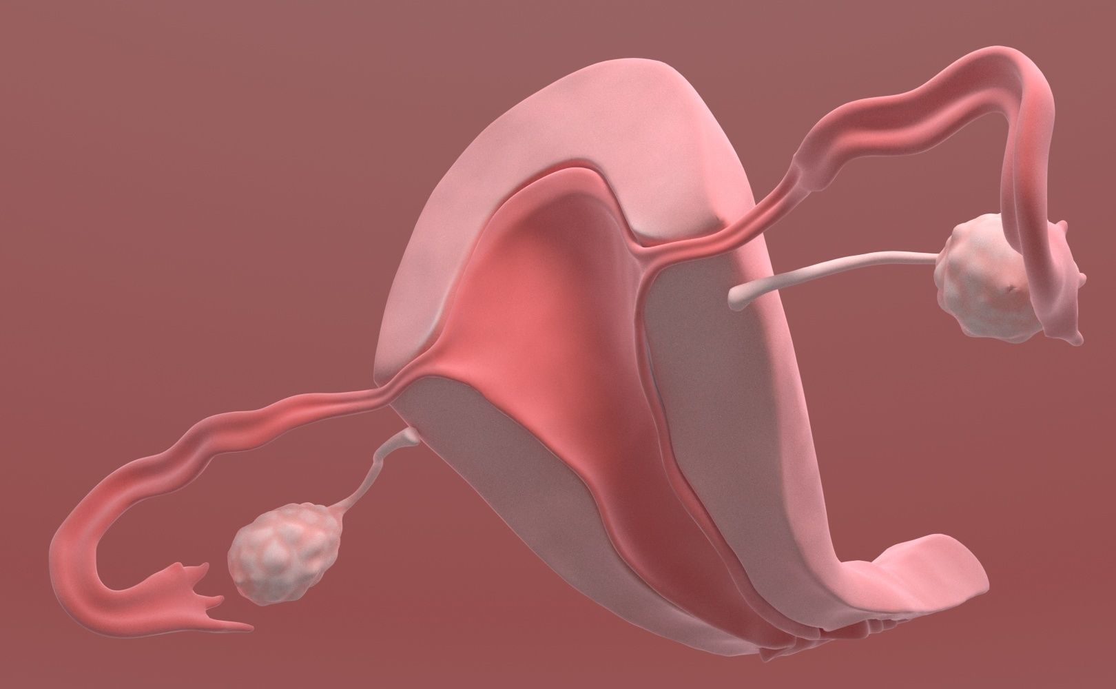Uterus female 3D model_11