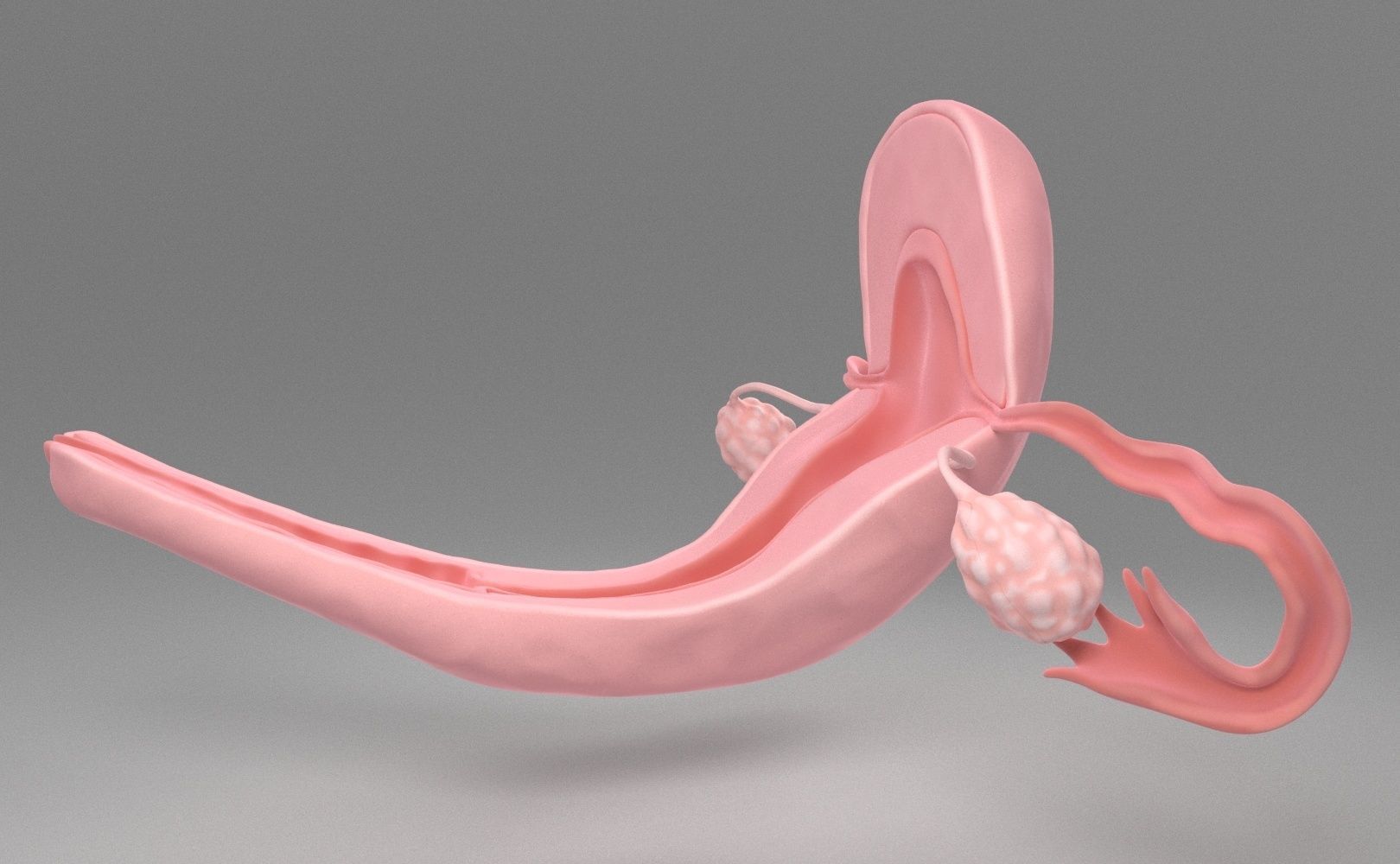 Uterus female 3D model_6