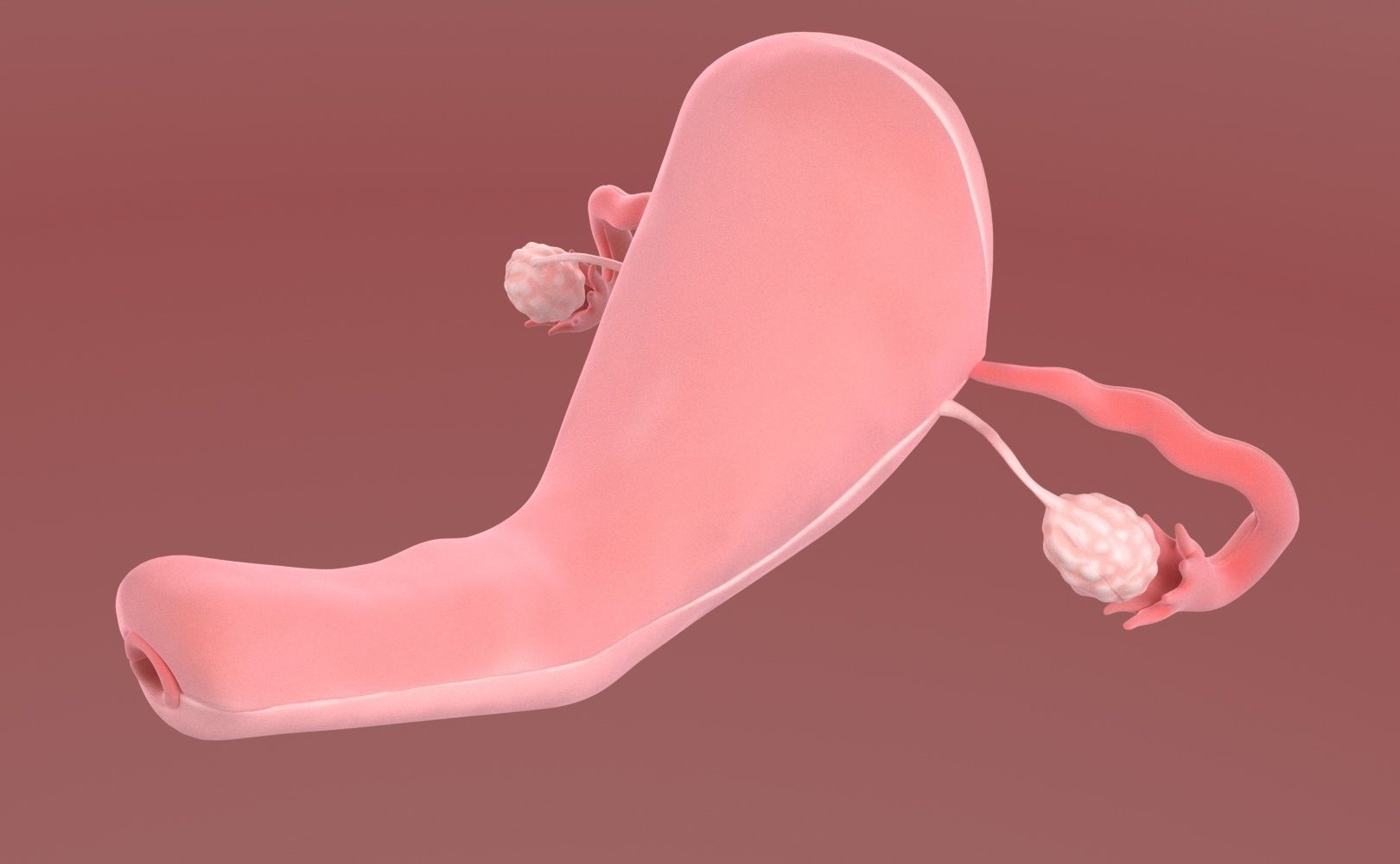 Uterus female 3D model_17
