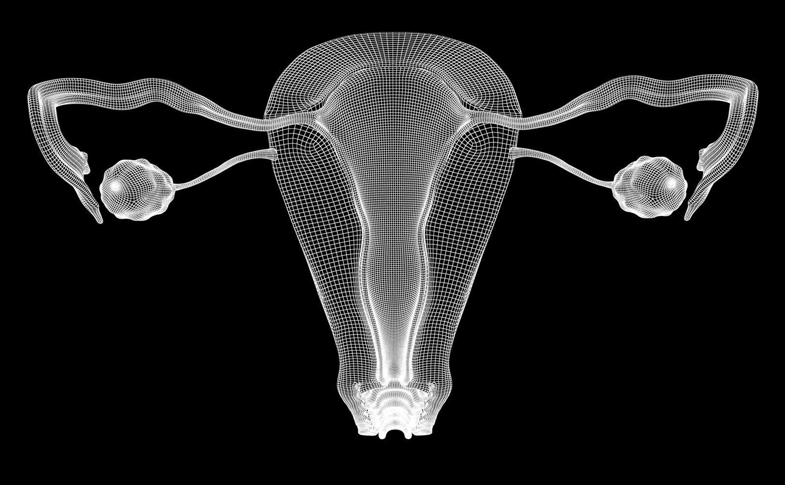 Uterus female 3D model_15