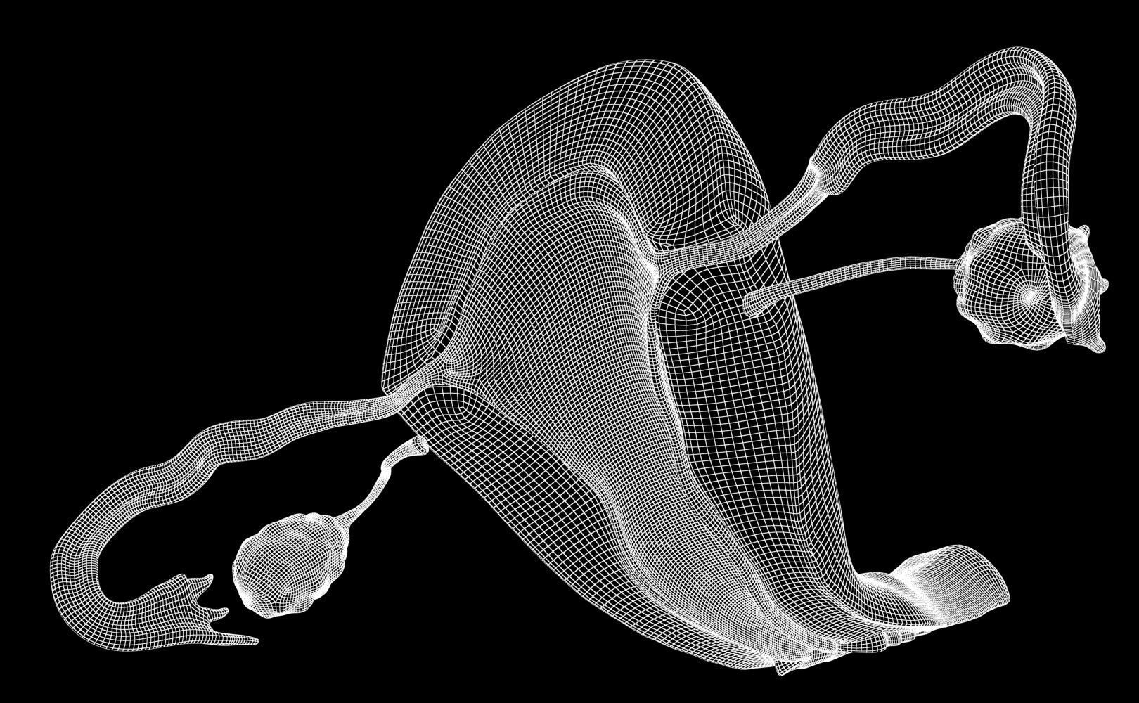 Uterus female 3D model_8